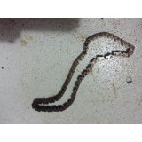 Corrente Pequena Motor Kia Carens 2009