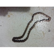 Corrente Pequena Motor Kia Carens 2009